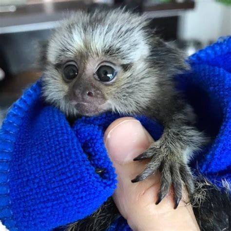 How much does a marmoset monkey cost When you're in the market to buy a baby marmoset monkeys, you'll notice that they're often sold between 3,000. . Finger monkey for sale maryland
